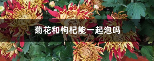 菊花和枸杞能一起泡吗