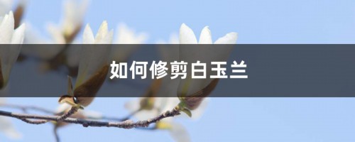 如何修剪白玉兰