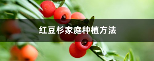 红豆杉家庭种植方法