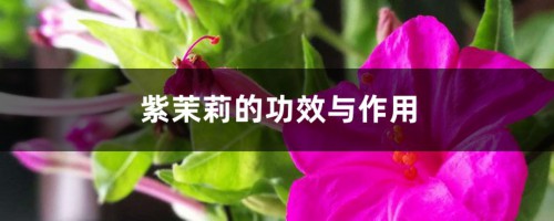 紫茉莉的功效与作用