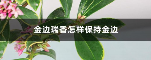 金边瑞香怎样保持金边（附养殖小窍门）