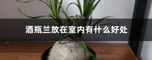 酒瓶兰放在室内有什么好处