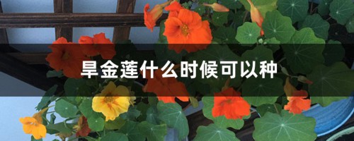 旱金莲什么时候可以种