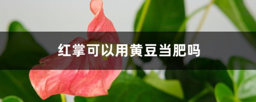 红掌可以用黄豆当肥吗