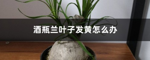 酒瓶兰叶子发黄怎么办