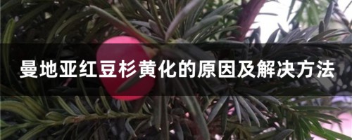 曼地亚红豆杉黄化的原因及解决方法