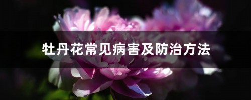 牡丹花常见病害及防治方法