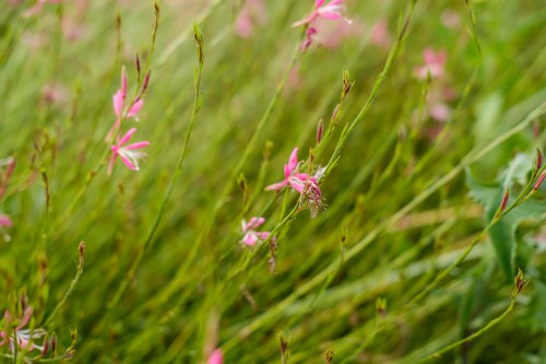 山桃草