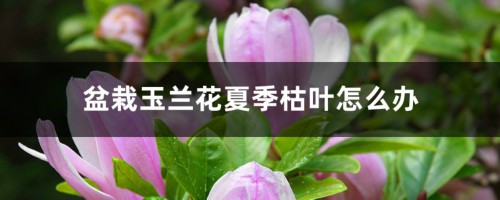 盆栽玉兰花夏季枯叶怎么办