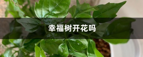 幸福树开花吗