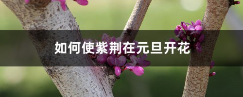 如何使紫荆在元旦开花