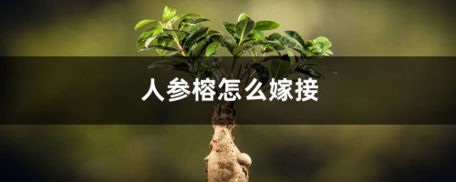 人参榕怎么嫁接