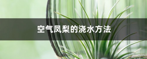 空气凤梨的浇水方法